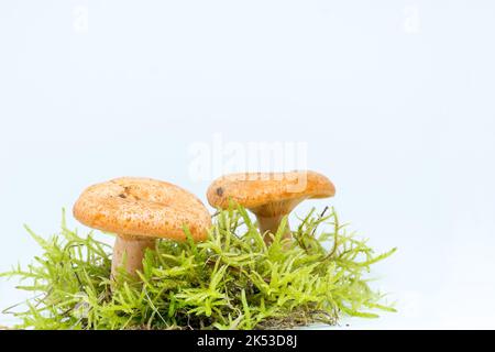 Lactarius deliciosus, häufig Safranmilchmütze oder roter Kiefernpilz, im grünen Moos, auf weißem Hintergrund mit Platz für Text. Stockfoto