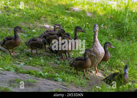 Eine wilde Ente mit jungen Enten läuft am Ufer entlang zum Wasser Stockfoto