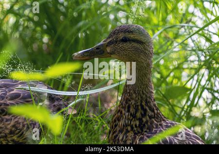 Der Kopf einer wilden Ente in Nahaufnahme am Ufer des Sees Stockfoto