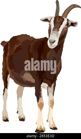 Realistische Ziege, Seitenansicht, isolierte Nutztiere. Stock Vektor