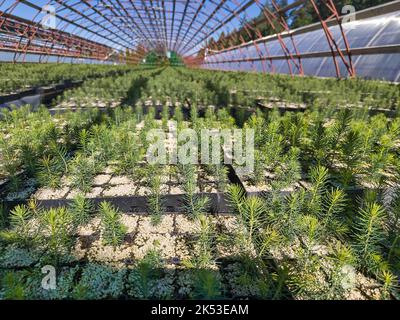 In einem Gewächshaus werden sehr kleine Keimlinge von Nadelbäumen angebaut. Stockfoto