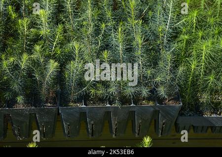 Sehr kleine Sämlinge von Nadelbäumen wachsen in Containern und sind bereit für die weitere Pflanzung. Stockfoto