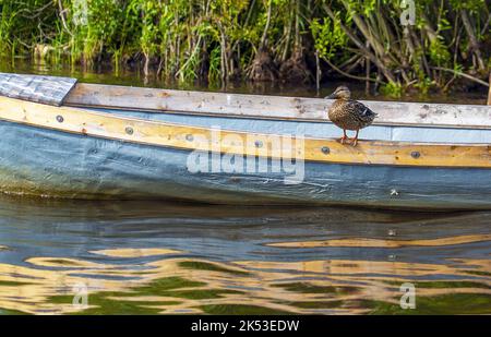 Eine wilde Ente sitzt am Rand eines Bootes auf dem See Stockfoto