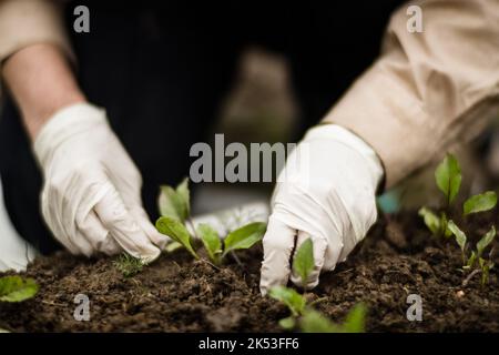 Die Hand einer Frau entfernt Unkraut. Unkrautbekämpfung und Schädlingsbekämpfung im Garten. Nahaufnahme von Kulturflächen. Landwirtschaftliche Pflanze wächst im Garten Stockfoto