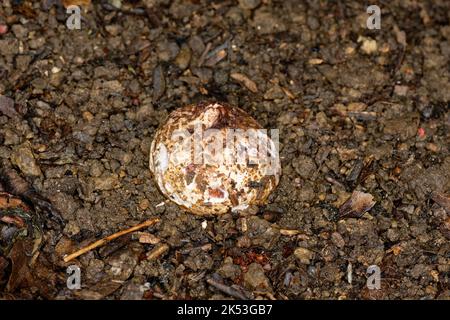 Collar Earthstar Pilzen - Geastrum Triplex, Eierstadium vor dem Öffnen Stockfoto