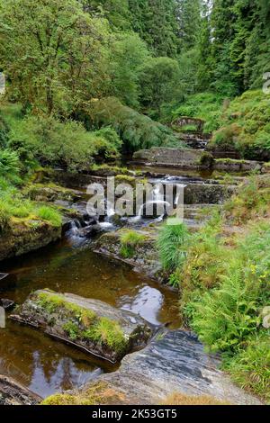 River Severn in Hafren Forest bei Llanidloes, Powys, Central Wales, Großbritannien Stockfoto