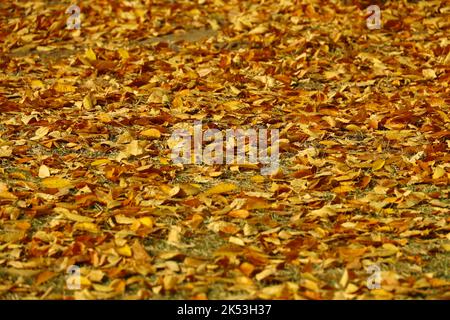 Stock Foto für Herbst Hintergrund mit Nahaufnahme auf eine Menge von gefallenen gelben Blättern Stockfoto