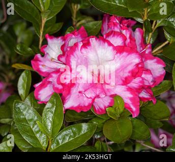 Eine Gruppe von spektakulären, leuchtend rosa und weißen Blüten der Azalea indica „Gay Paree“ auf dem Hintergrund von leuchtend grünen Blättern in Australien Stockfoto