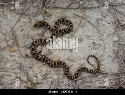 Eine junge Bullnatter (Pituophis catenifer sayi) aus Stafford County, Kansas, USA. Stockfoto