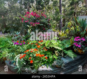 Farbenfroher Garten mit Blumen- und Laubpflanzen und Farnen, die in Containern in Australien wachsen Stockfoto