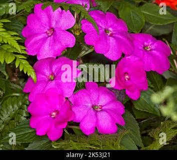 Cluster von großen lebendigen magenta rosa / roten Blüten von Impatiens hawkerii Neuguinea Hybrid 'Magnum' auf dem Hintergrund der grünen Blätter Stockfoto