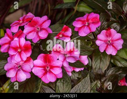 Eine Gruppe von leuchtend rosa Blüten, die mit roten Impatiens hawkerii-Neuguinea-Hybriden „Harmony Radiance“ und dunkelgrünen/roten Blättern gestreift sind Stockfoto