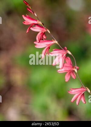 Rosafarbene Blüten im Spätsommerspitzchen der winterharten Zwiebel, Tritonia desticha subsp. Rubrolucens, (Tritonia 'Rosea') Stockfoto