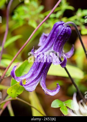 Violette Glockenblumen der nicht kletternden Integrifolia-Gruppe mehrjährige Clematis, Clematis 'Rooguchi' Stockfoto