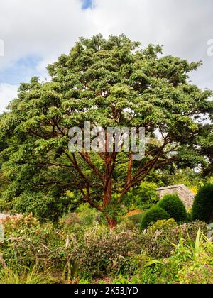 Elegante, skulpturale Form des rotbraunen, gebellten, winterharten Paperbark-Ahorns, Acer griseum Stockfoto