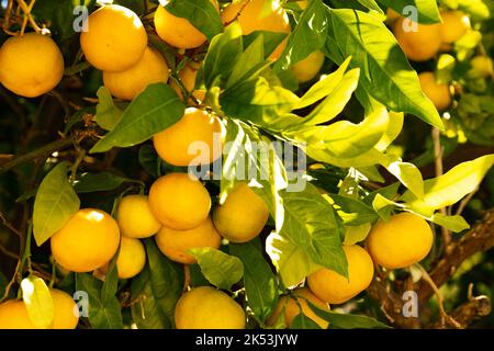 Mandarinenbaum. Reife Mandarine, die an Ästen hängt. Schöne gesunde saftige Früchte wachsen in einem sonnigen Garten. Organische, gesunde Zitrusfrüchte im Freien. Teilen Stockfoto