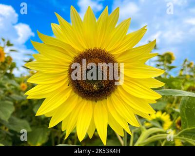 Die Nahaufnahme einer Biene im Sonnenblumenkopf, die auf dem Feld blüht Stockfoto