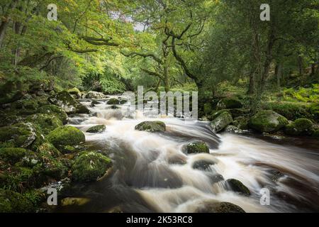 Dewerstone Wood; Dartmoor National Park, Devon, Großbritannien. 5. Oktober 2022. Wetter in Großbritannien: Der Fluss Plym stürzt nach den starken Regenfällen dieser Woche über Granitfelsen. Das Wetter ist für den Rest der Woche wechselhaft und vermittelt ein deutlich herbstliches Gefühl. Kredit: Celia McMahon/Alamy Live Nachrichten Stockfoto