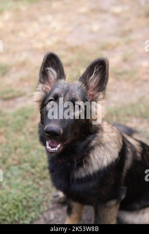 Sable Deutscher Schäferhund Sitzend Stockfoto