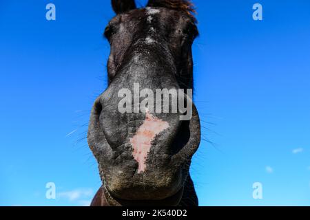 Ein niedliches Gesicht auf dem Kopfschuss von unten eines Pferdes Stockfoto