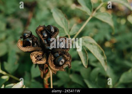 Samenkopf der Baumpeonie im Herbst. Paeonia suffruticosa wächst im Garten auf dem Land. Stockfoto