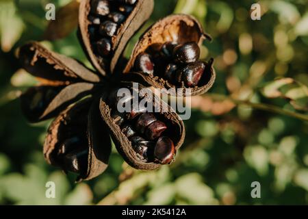 Samenkopf der Baumpeonie im Herbst. Paeonia suffruticosa wächst im Garten auf dem Land. Stockfoto