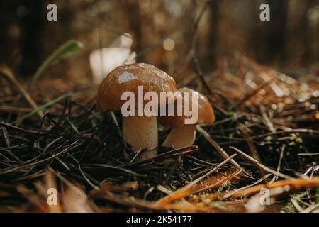 Junge, rutschige Jack-Pilze, Suillus luteus auf herbstlichem Waldhintergrund mit Kiefernnadeln, Nahaufnahme. Konzept für die Ernte von Pilzen Stockfoto