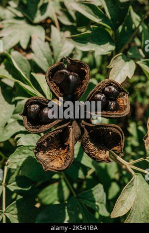 Samenkopf der Baumpeonie im Herbst. Paeonia suffruticosa wächst im Garten auf dem Land. Stockfoto