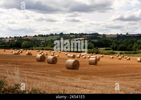 Traditionelle Heuballen im Golden Valley in der Nähe von Peterchurch & Abbey Dore, B4317, Herefordshire, England Stockfoto