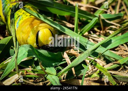 Ein Privathawkmoth Caterpillar, auf der Insel Graciosa, Azoren Stockfoto