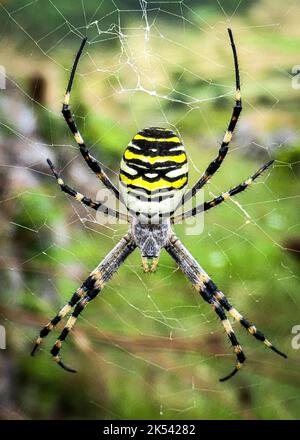 Eine gefährlich aussehende Argiope aurantia, schwarz-gelbe Gartenspinne der Insel Graciosa auf den Azoren Stockfoto