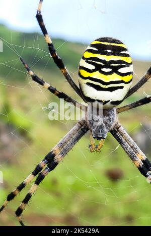 Eine gefährlich aussehende Argiope aurantia, schwarz-gelbe Gartenspinne der Insel Graciosa auf den Azoren Stockfoto