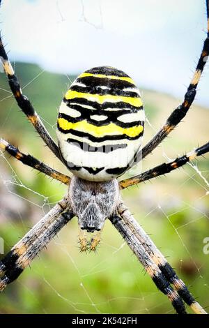 Eine gefährlich aussehende Argiope aurantia, schwarz-gelbe Gartenspinne der Insel Graciosa auf den Azoren Stockfoto