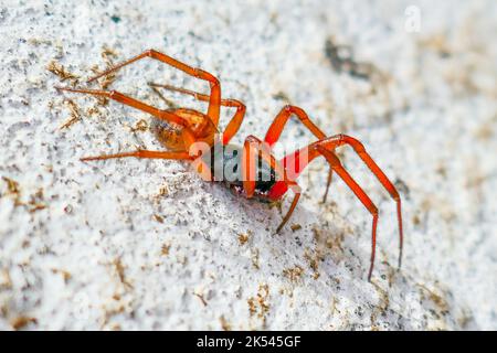 Eine Nahaufnahme einer (möglicherweise) Woodlouse-Spinne, Dysdera Crocata, an einer Wand auf der Insel Graciosa auf den Azoren Stockfoto