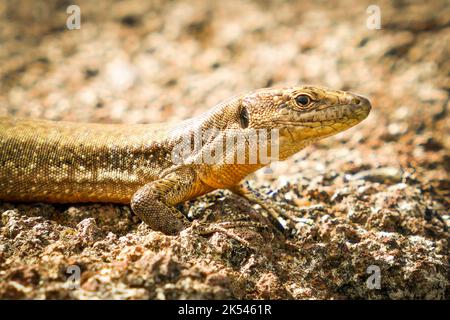 Nahaufnahme einer Eidechse auf einem vulkanischen Felsen auf der Insel Graciosa, Azoren Stockfoto