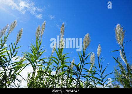 Arundo Donax, ein hoher mehrjähriger Stock, Riesenstock, Elefantengras, carrizo, Arundo, Spanischer Stock, wilder Stock und riesiges Schilf, gegen einen fast klaren Himmel Stockfoto