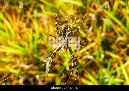 Eine gefährlich aussehende Argiope aurantia, schwarz-gelbe Gartenspinne der Insel Graciosa auf den Azoren Stockfoto