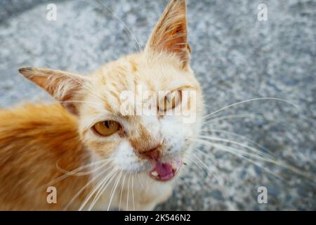 Eine niedliche Ingwerkatze schaut direkt auf die Kamera Stockfoto