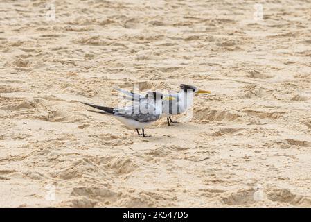 Zwei große Haubenschwalben auf dem Sand bei Maroubra Beac, Sydney, Australien im frühen Frühjahr Stockfoto