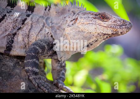 Stacheliger Leguan aus der Nähe an einem sonnigen Tag in Cancun, der mexikanischen Karibik Stockfoto