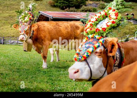 Verzierte Kuhparade namens Almabtrieb im Zillertal, österreichische alpen Stockfoto