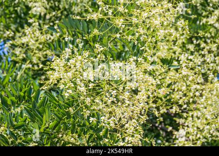 Akazienzweig Robinia pseudoacacia blüht reichlich mit weißen Blüten. Falsche Akazie. Robinia Blätter und Blumen, Robinia pseudoacacia, im Sommer. Stockfoto
