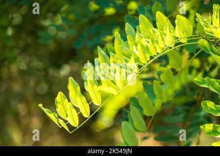 Robinienblätter, Robinia pseudoacacia, im Sommer. Frisches grünes Laub von schwarzer Heuschrecke oder falscher Akazie Stockfoto