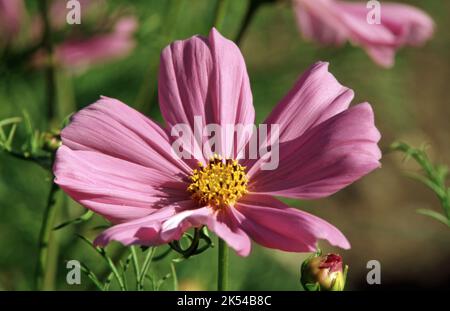 COSMOS BIPINNATUS ALLGEMEIN ALS MEXIKANISCHER ASTER ODER GARTENKOSMOS BEKANNT. Stockfoto