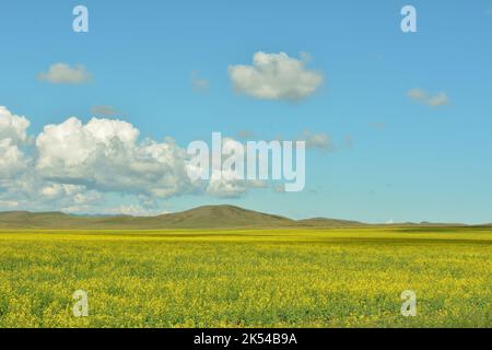 Ein Feld blühenden Raps in der endlosen Steppe, mit Hügeln im Hintergrund unter einem Sommer wolkigen Himmel. Chakassien, Sibirien, Russland. Stockfoto