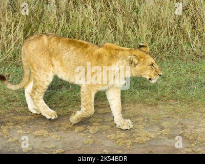 Löwe in Bewegung, Serengeti-Nationalpark, Tansania, Ostafrika Stockfoto