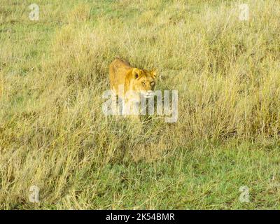 Löwe in Bewegung, Serengeti-Nationalpark, Tansania, Ostafrika Stockfoto