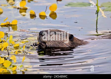 Ein ausgewachsener Biber 'Castor canadensis', der seinen Kopf über dem Wasser hat und sich an einigen Espenblättern am Rand seines Lebensraums am See ernährt Stockfoto