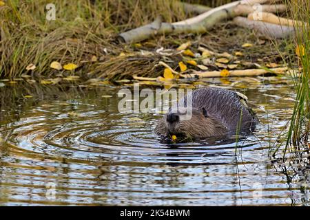 Ein erwachsener Biber „Castor canadensis“, der sich in seichtem Wasser am Rande seines Lebensraums am See von Aspenblättern ernährt Stockfoto