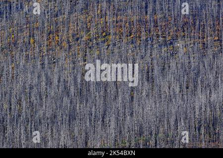 Tote Bäume, die von einem Waldbrand am Ufer des Medicine Lake im Jasper National Park in Alberta, Kanada, verbrannt wurden Stockfoto